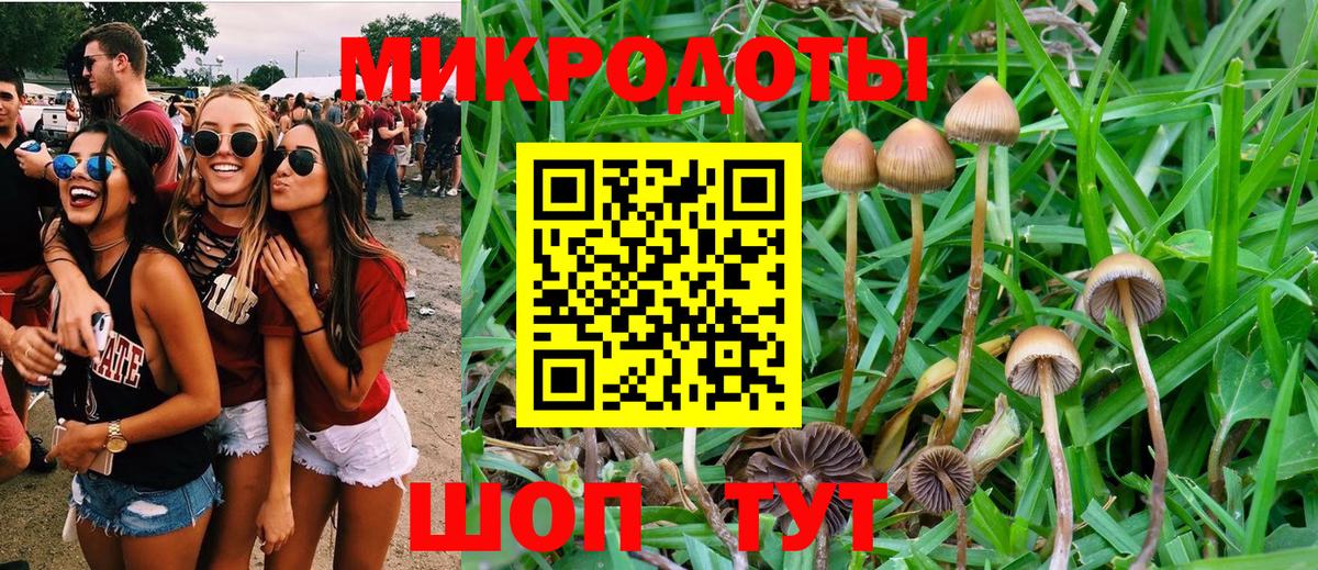 Галлюциногенные грибы Psilocybe Заринск